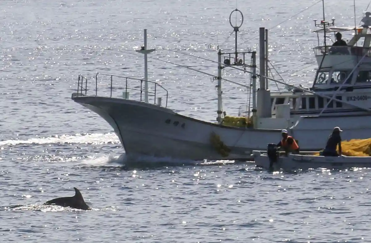В Японии начинается сезон охоты на дельфинов