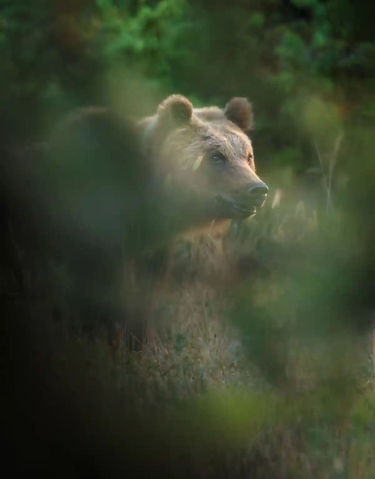 В национальном парке Италии застрелена бурая медведица