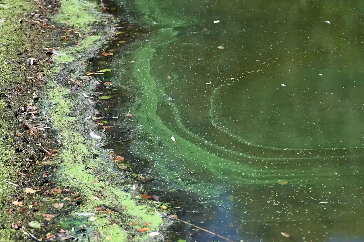 Сине-зеленые водоросли обнаружены в озерах