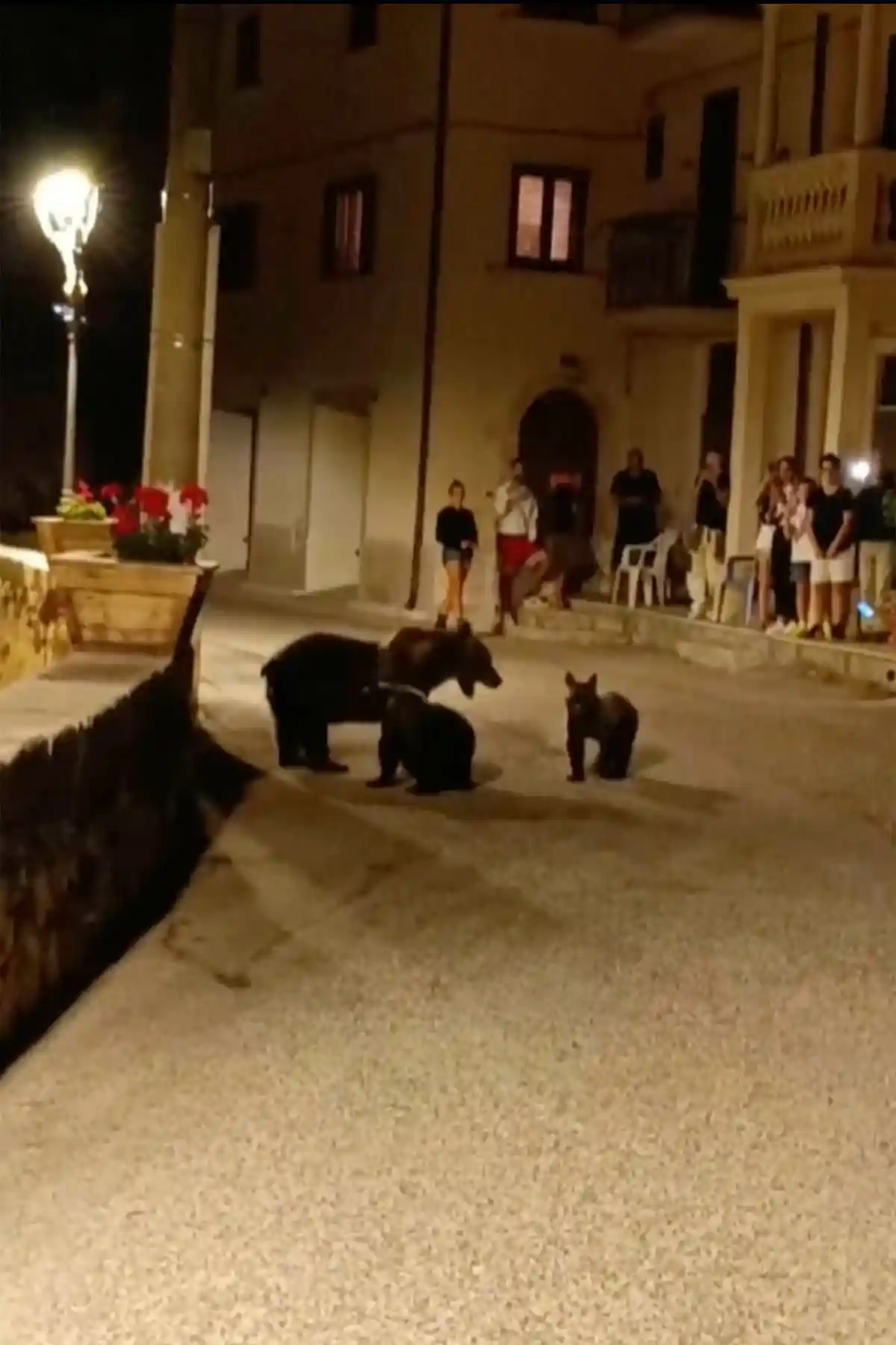Медведь в Италии