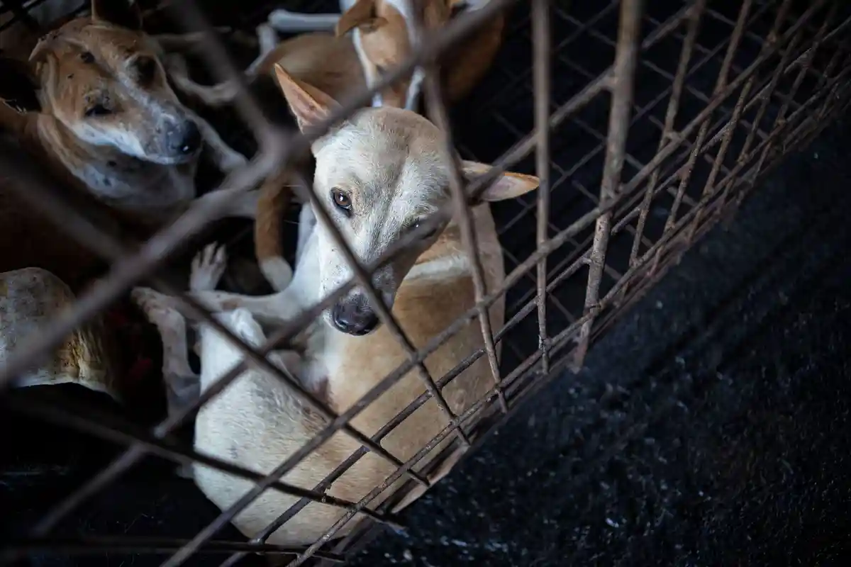 Собачье мясо: в Индонезии начали менять правила