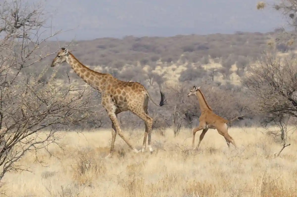 Редкий детеныш жирафа без пятен обнаружен в Намибии