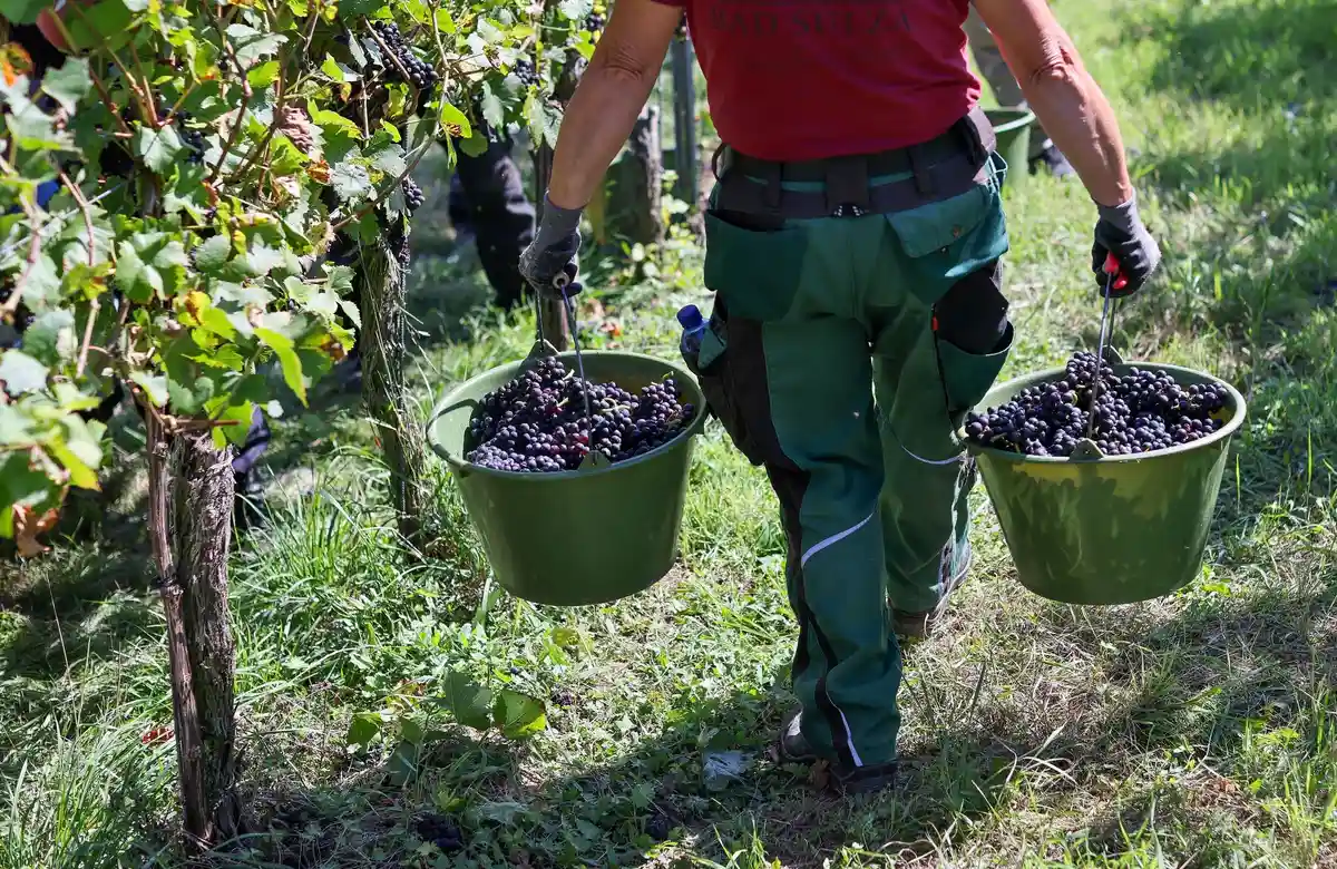 Ассоциация фермеров : урожайность винограда уменьшилась