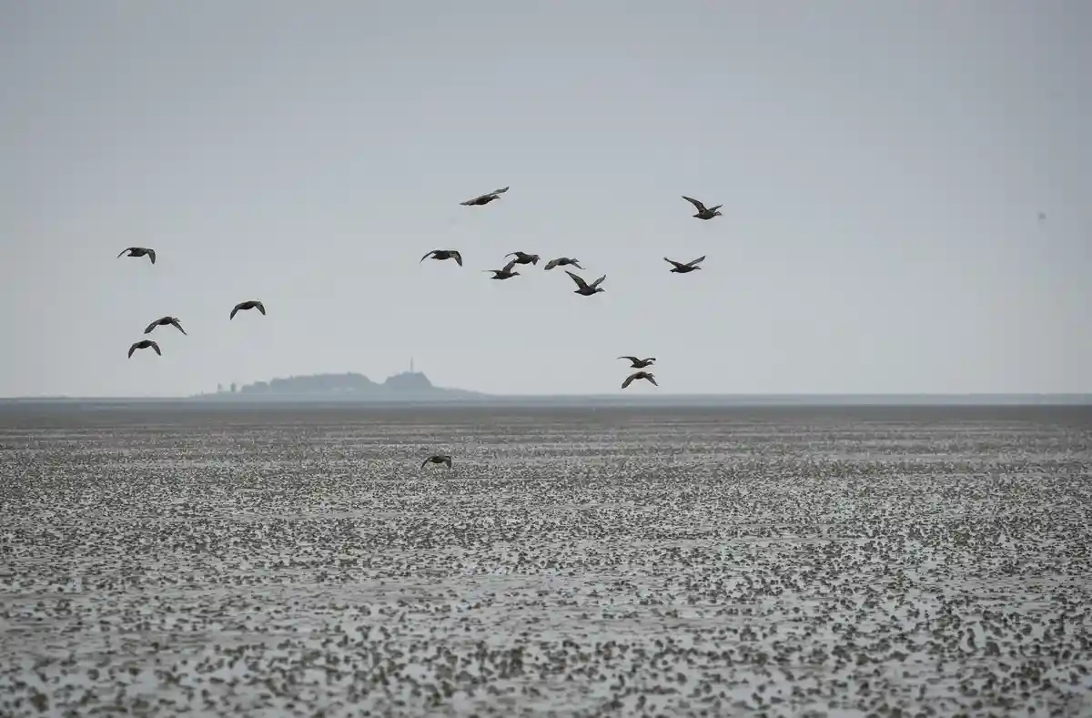 ЮНЕСКО призвала беречь Ваттовое море