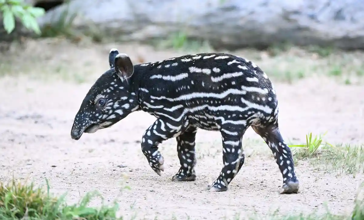 В Лейпцигском зоопарке родился маленький тапир
