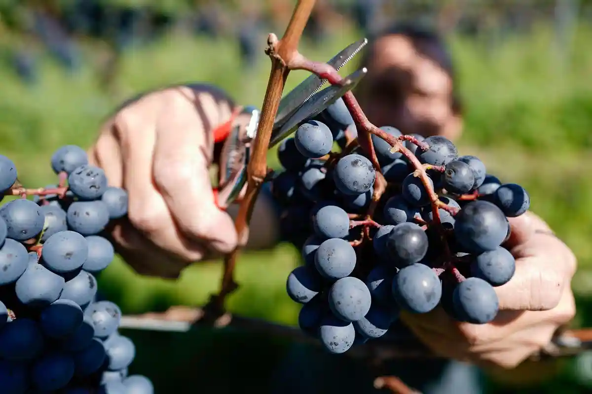 Сбор винограда завершится к концу сентября