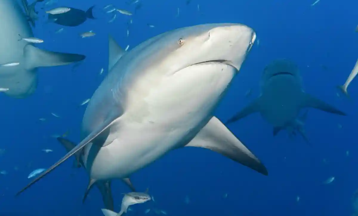 Победа защитников животных: суд остановил убийства акул