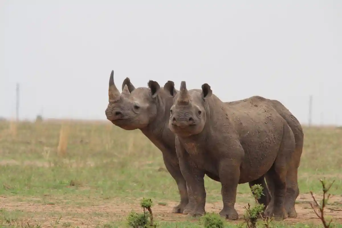 В Африке снова стало больше белых носорогов