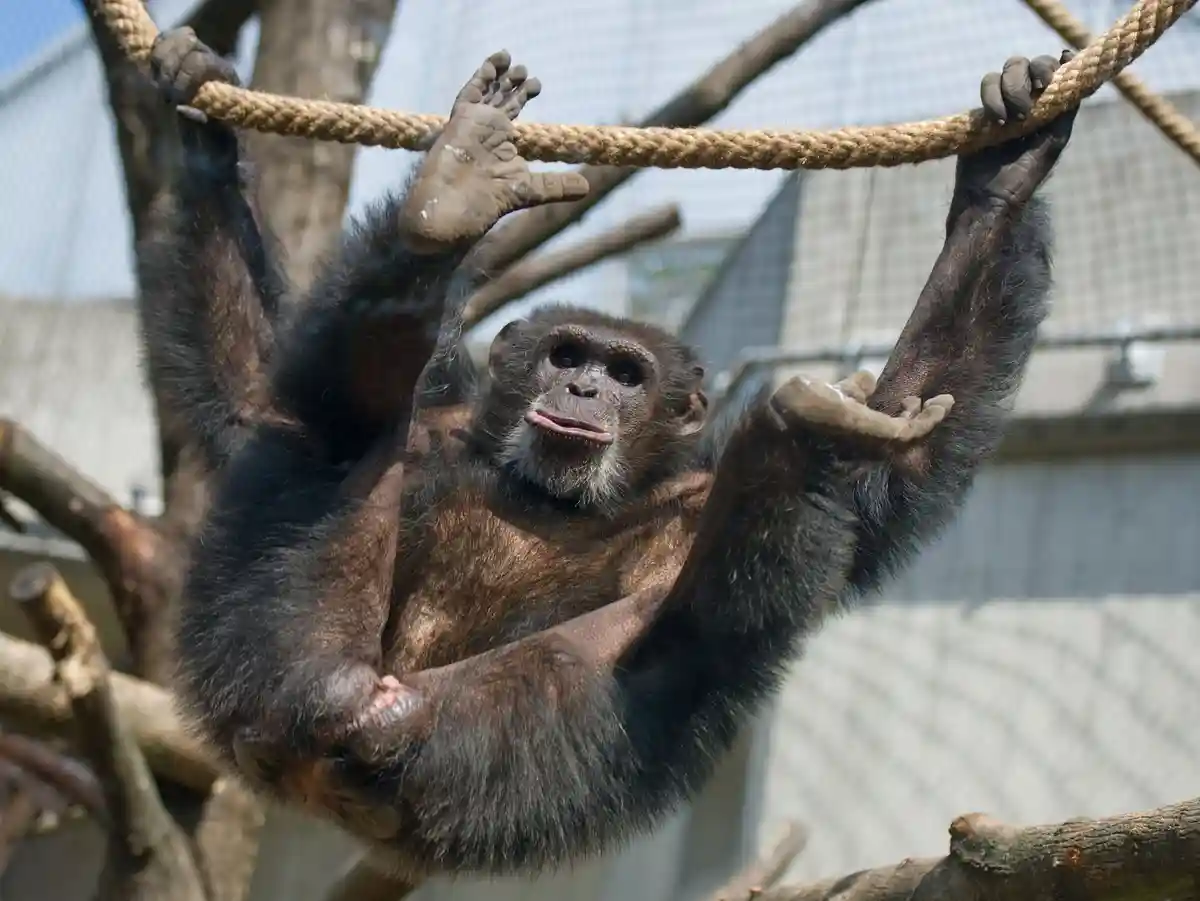 Шимпанзе Хайди умерла в Гейдельбергском зоопарке