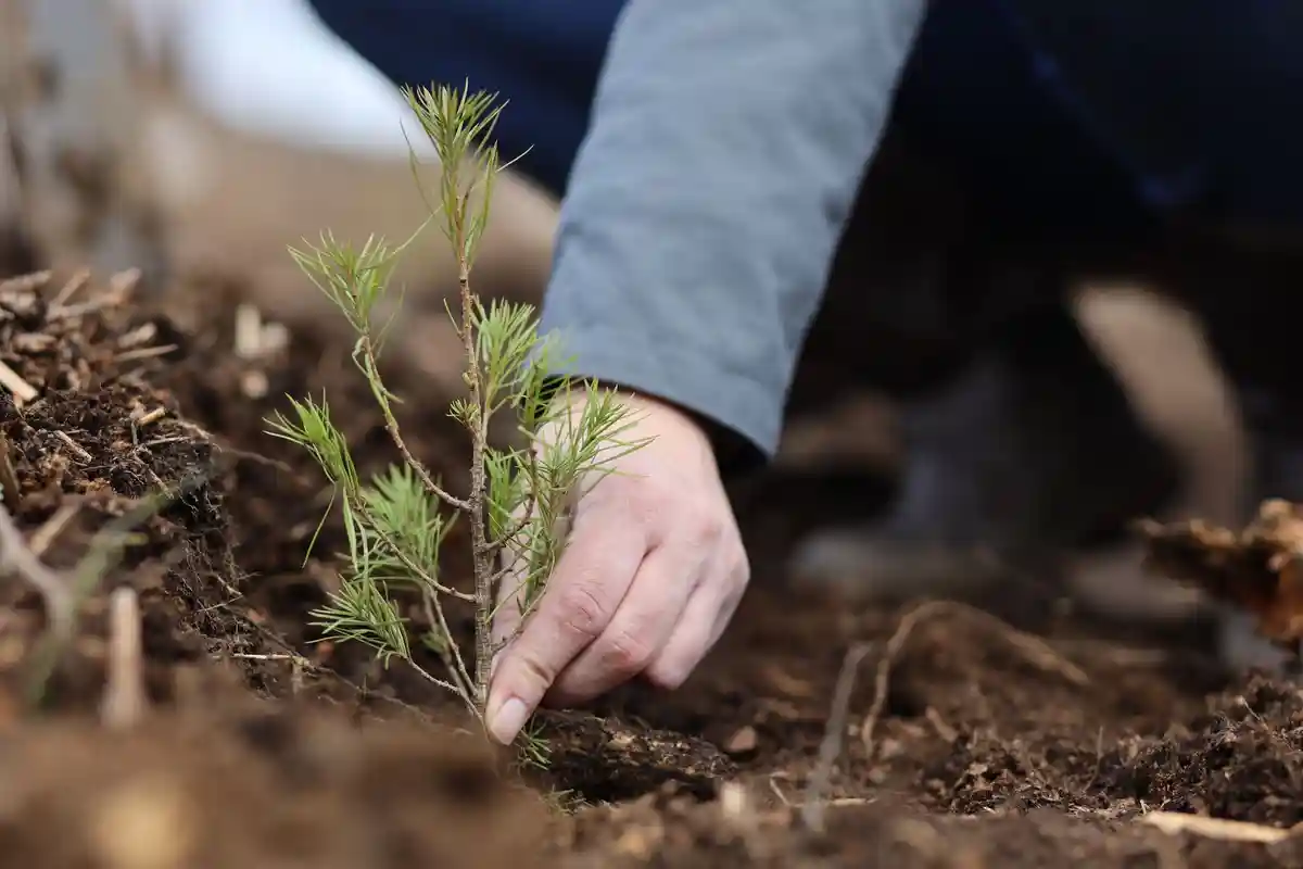 Посадка деревьев для защиты климата: эффективно ли это