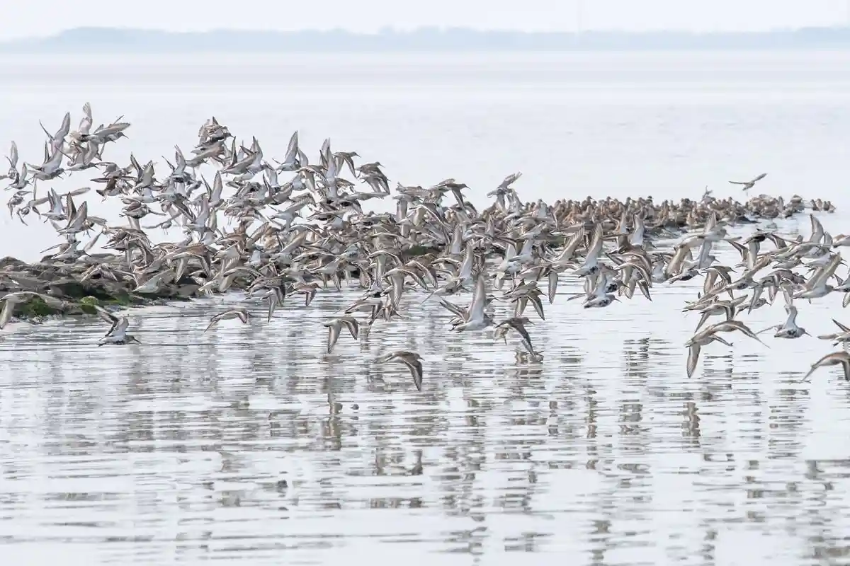 В национальном парке "Вадденское море" начинаются Дни перелетных птиц