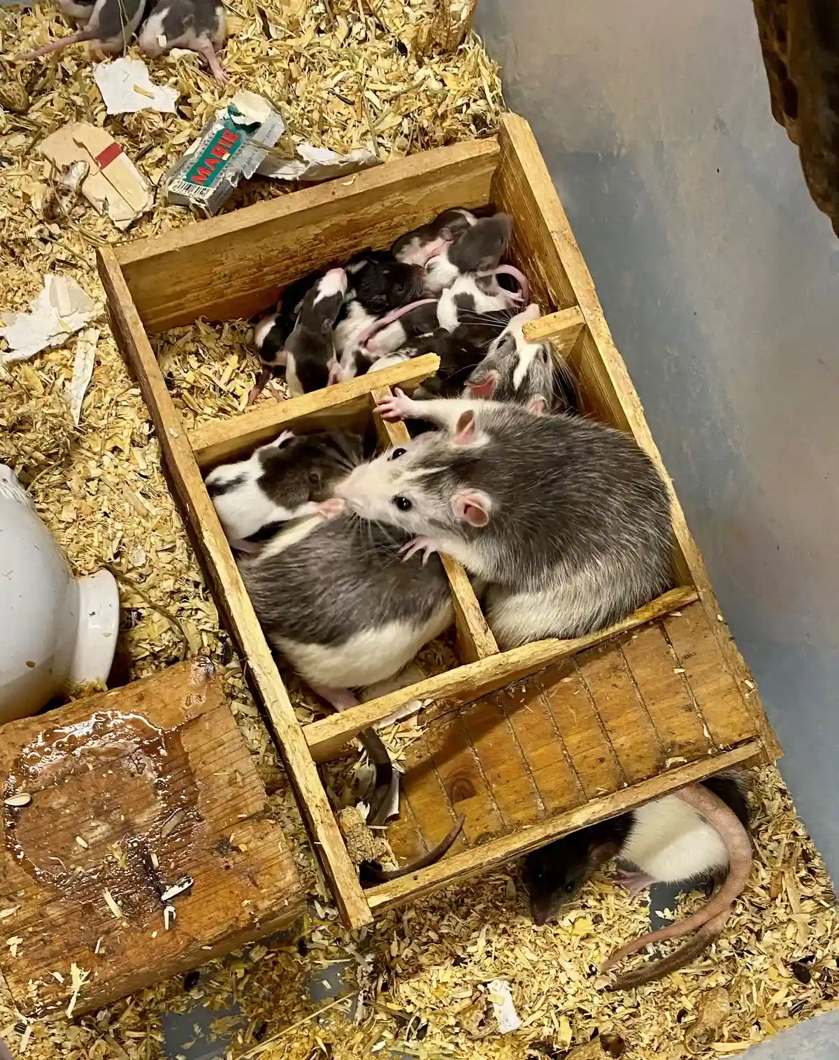 В пустой комнате в Карлсруэ обнаружены 100 крыс