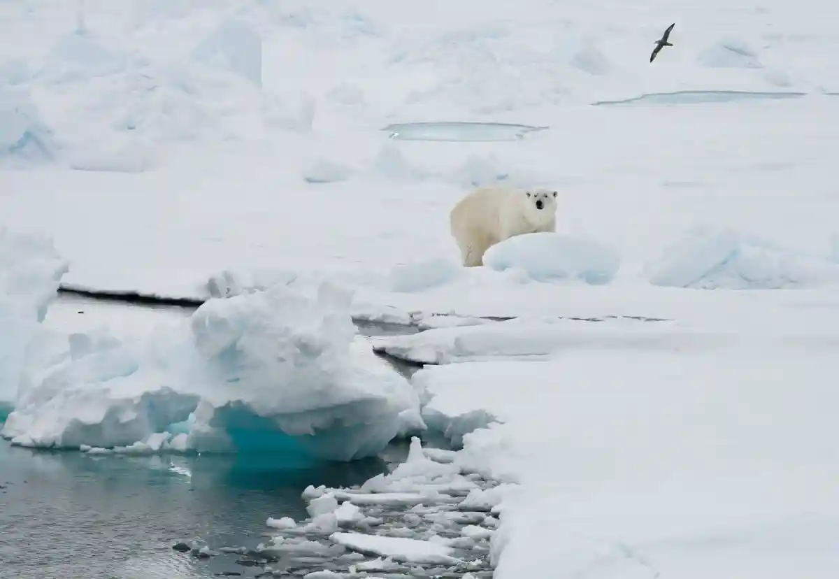 Арктические льды таяли слабее, чем ожидалось