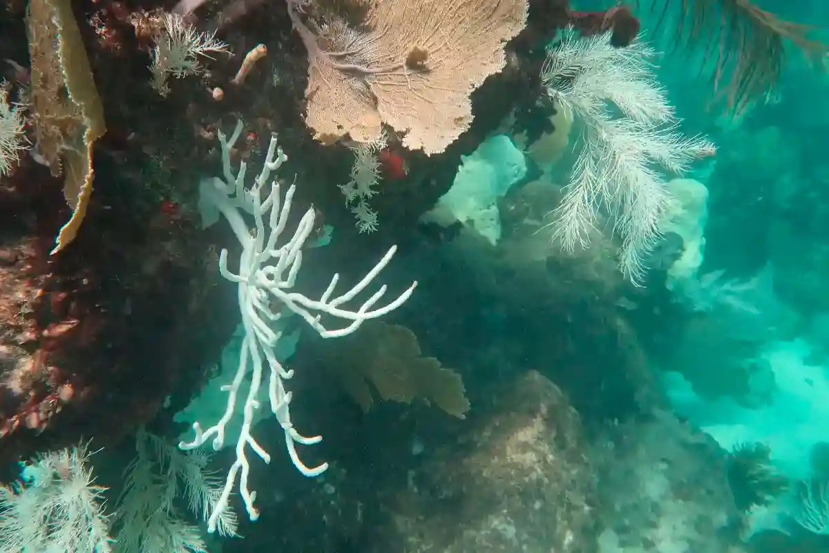 Кораллы у побережья Мексики гибнут с беспрецедентной скоростью