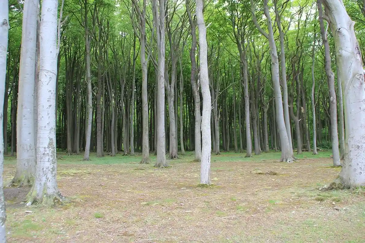 Призрачный лес. Фото: Meine Mutter (Erlaubnis liegt vor), CC BY-SA 4.0 / Wikimedia Commons