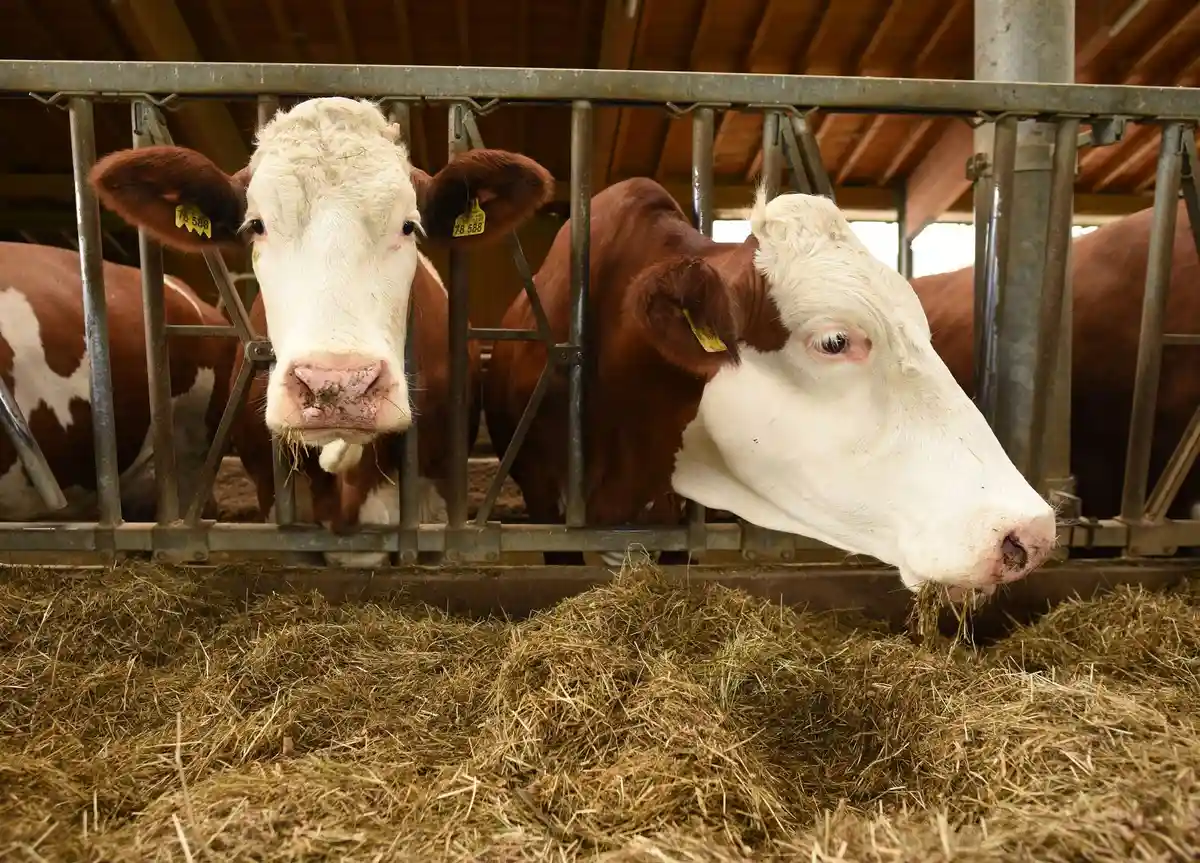 Блютанг обнаружили у крупного рогатого скота в Эмсланде