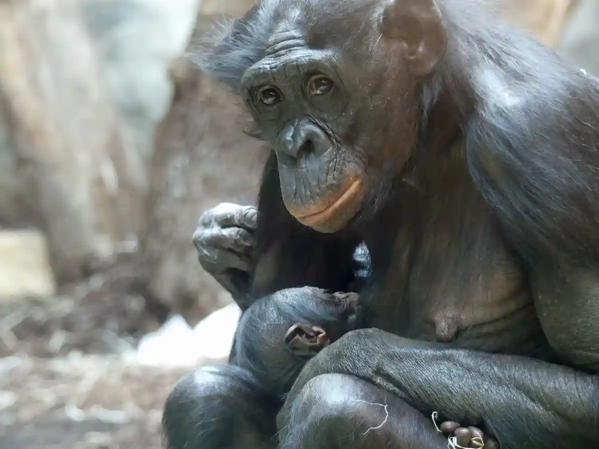 Bonobo "Nayoki" с детенышем