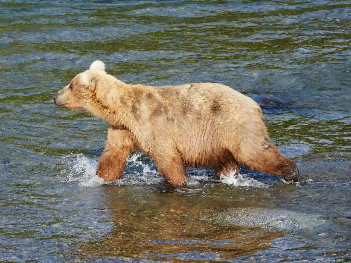 Самка бурого медведя победила в конкурсе "Толстый медведь"