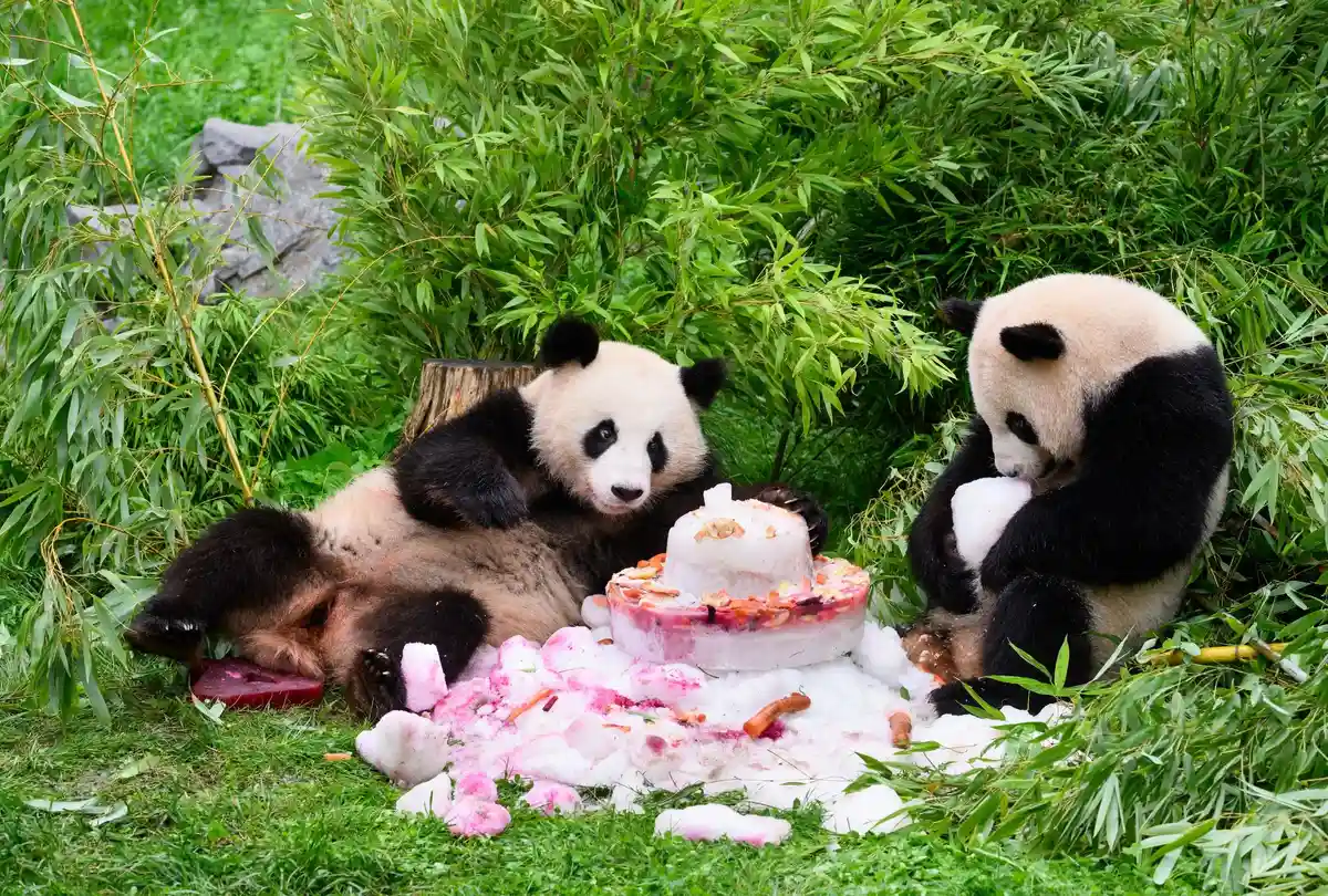 Медведи панды Пит и Пауль покинут Берлинский зоопарк
