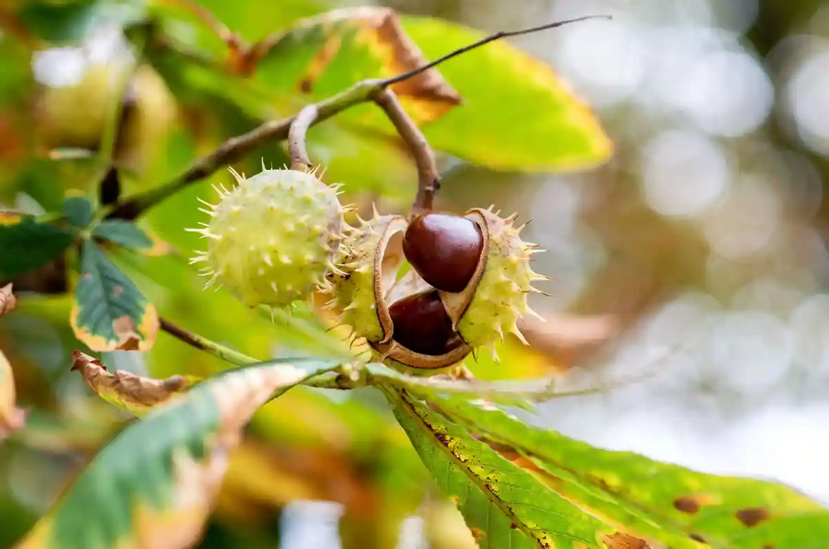 Каштаны осенью:В осеннюю погоду каштаны выходят из плодовых оболочек.