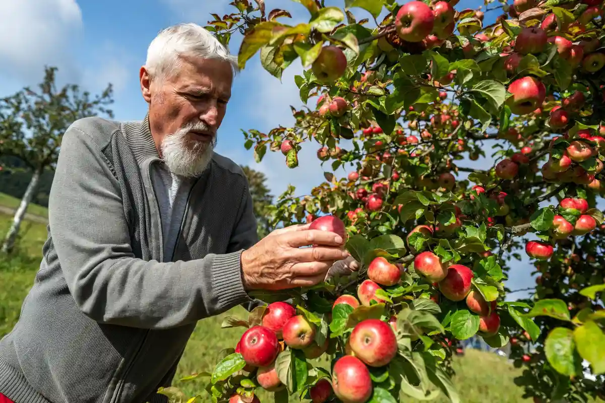 Курс сертификации по уходу за плодовыми деревьями с 2024 года:Кристоф Манн из союза охраны ландшафта "Oberes Vogtland" осматривает яблоки в экспериментальном саду в Гоппласгрюне.