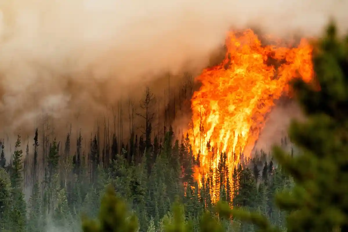В 2022 году увеличилось уничтожение лесов в мире