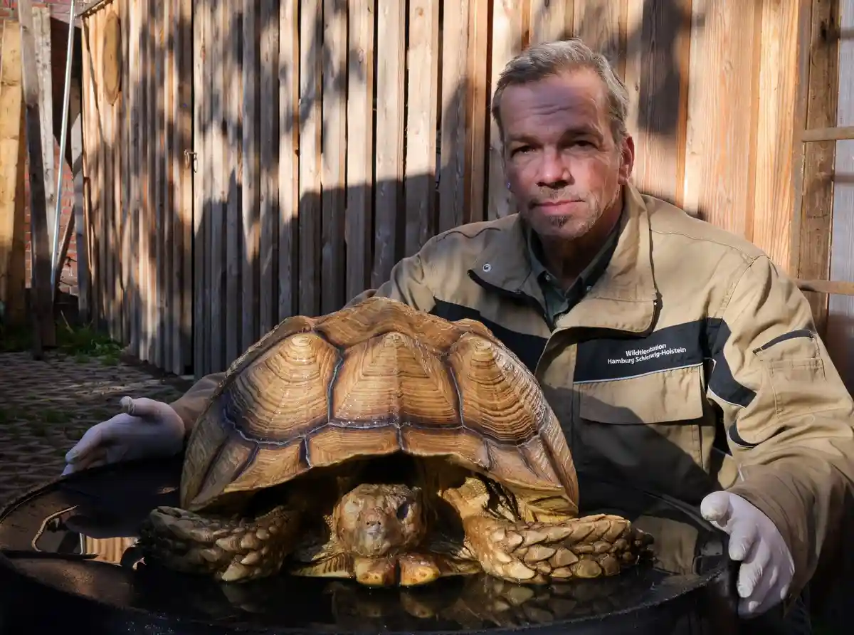 Мертвая гигантская черепаха:Кристиан Эрдманн, руководитель Центра охраны дикой природы и видов близ Эльмсхорна, рядом с мертвой гигантской черепахой.