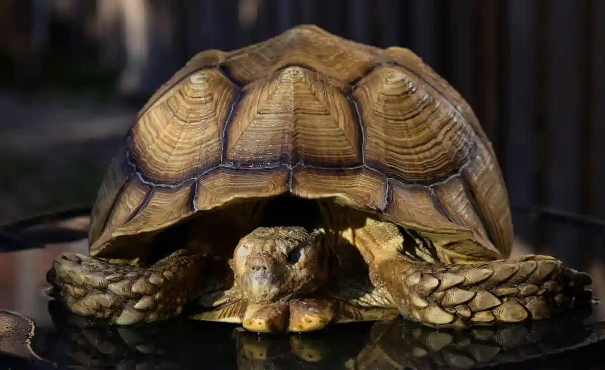 Турист обнаружил мертвую гигантскую черепаху под Гамбургом