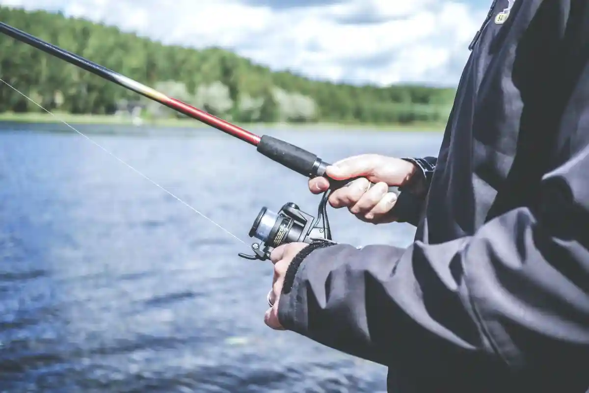 На Боденском озере ввели запрет на ловлю сиговых рыб. Фото: Pexels License / Pexels.com