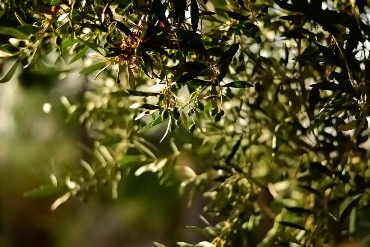 Olivenöl wird bald zum Luxusgut in Deutschland. Foto: Julia Sakelli / pexels.com