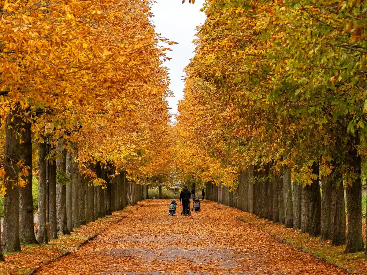 Осенняя атмосфера в Потсдаме:Гуляющие наслаждаются красками каштановых листьев в парке Сансуси в Потсдаме.