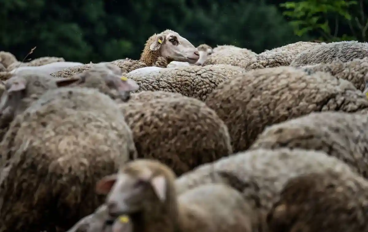 Подтвердилось подозрение на блютанг у овцы из Аммерланда