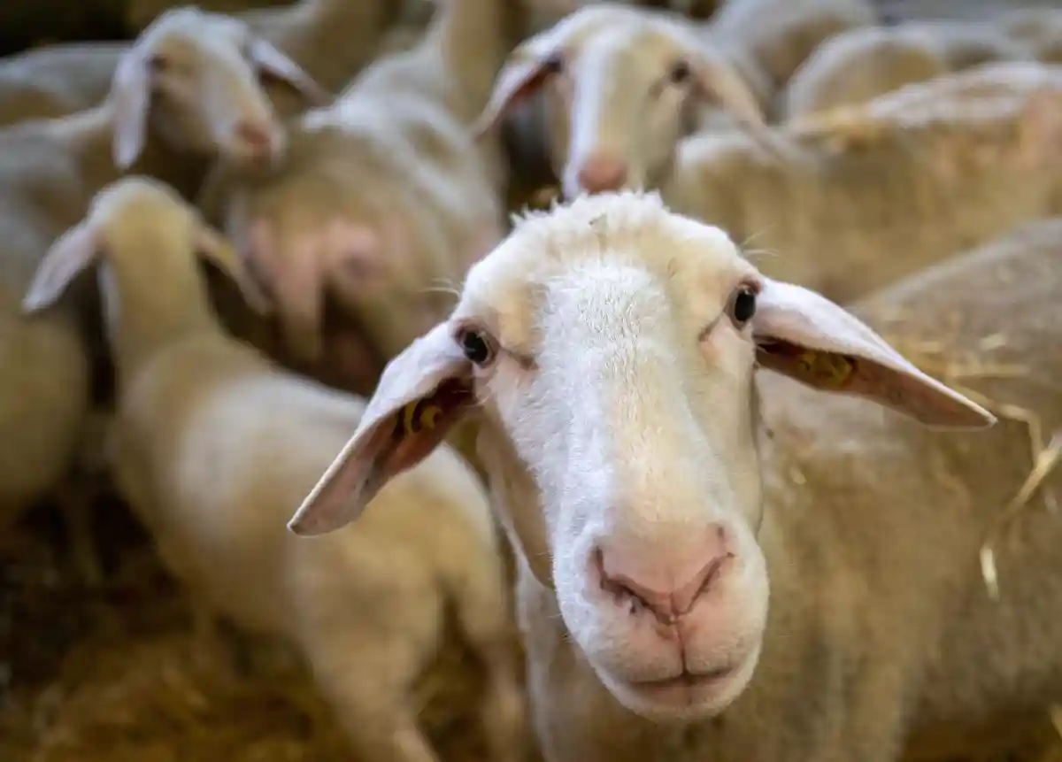 У овец из NWR подтвердили заболевание блютанг