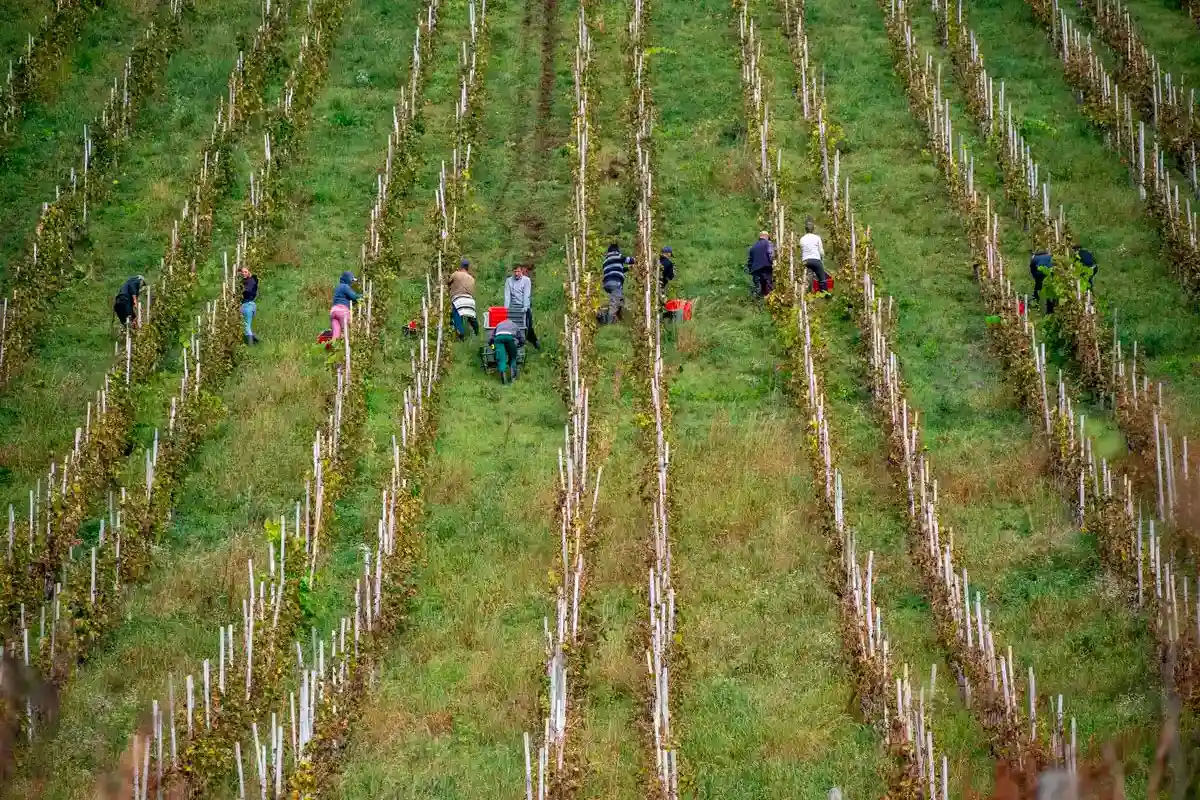 Сбор винограда в Германии: Средний урожай в 13 регионах Германии