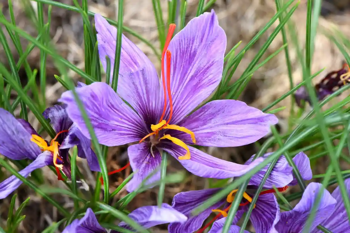 "Шафрановая дорога" станет новой достопримечательностью Саксонии:Первые пурпурные цветущие шафрановые крокусы (Crocus sativus) видны на садовом участке в северной Саксонии.