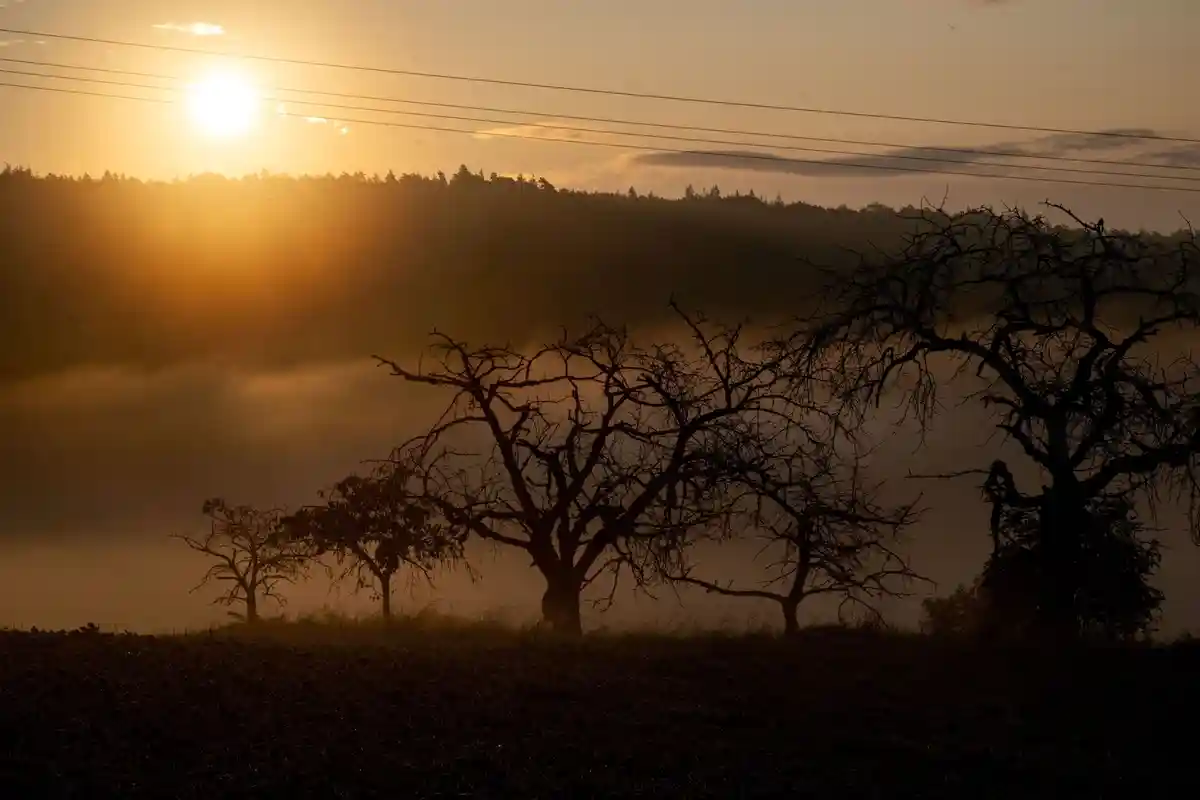 Sun:Солнце встает, а между старыми фруктовыми деревьями поднимается туман.