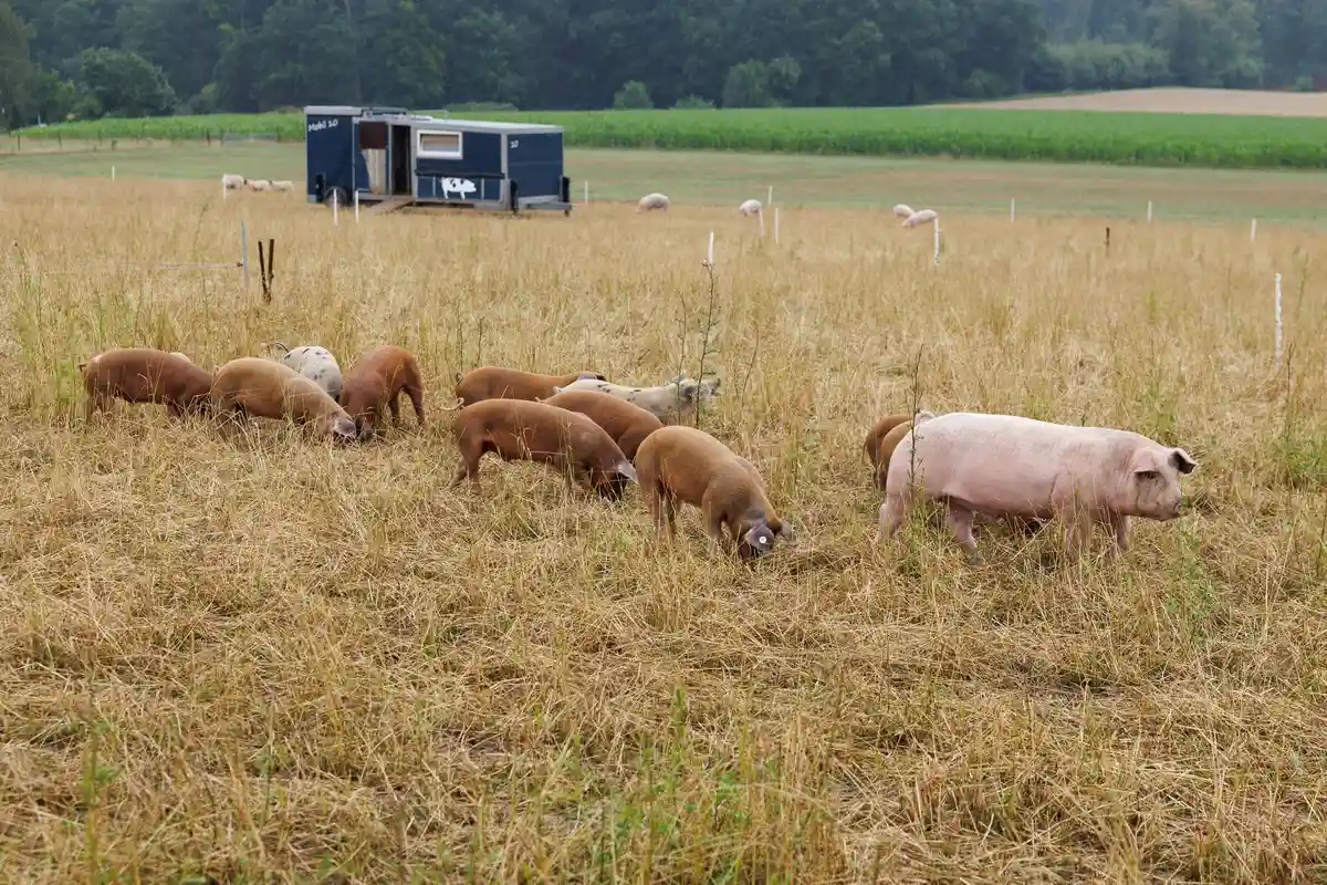 Свиноводство:Свиньи стоят перед свиномобилем в поле из Шлехбаумхофа в Оснабрюке.