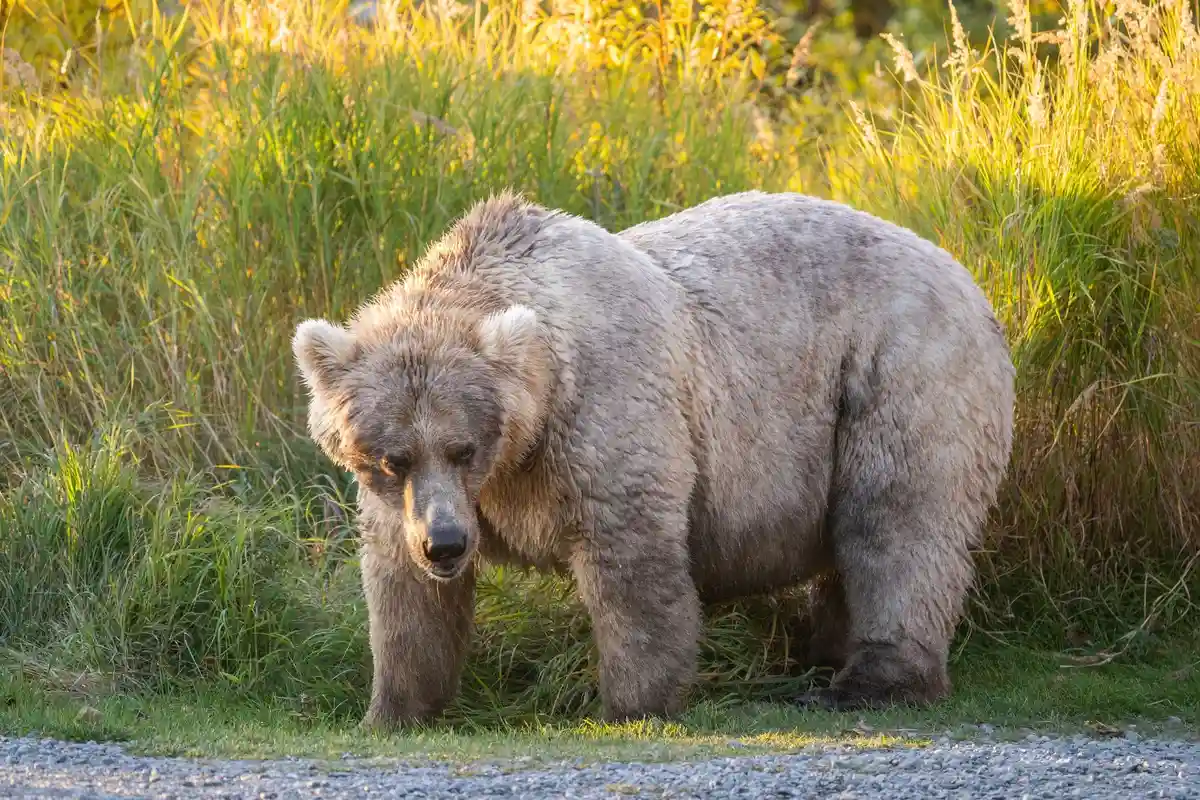 Выборы "Толстого медведя" - кто победит в этом году