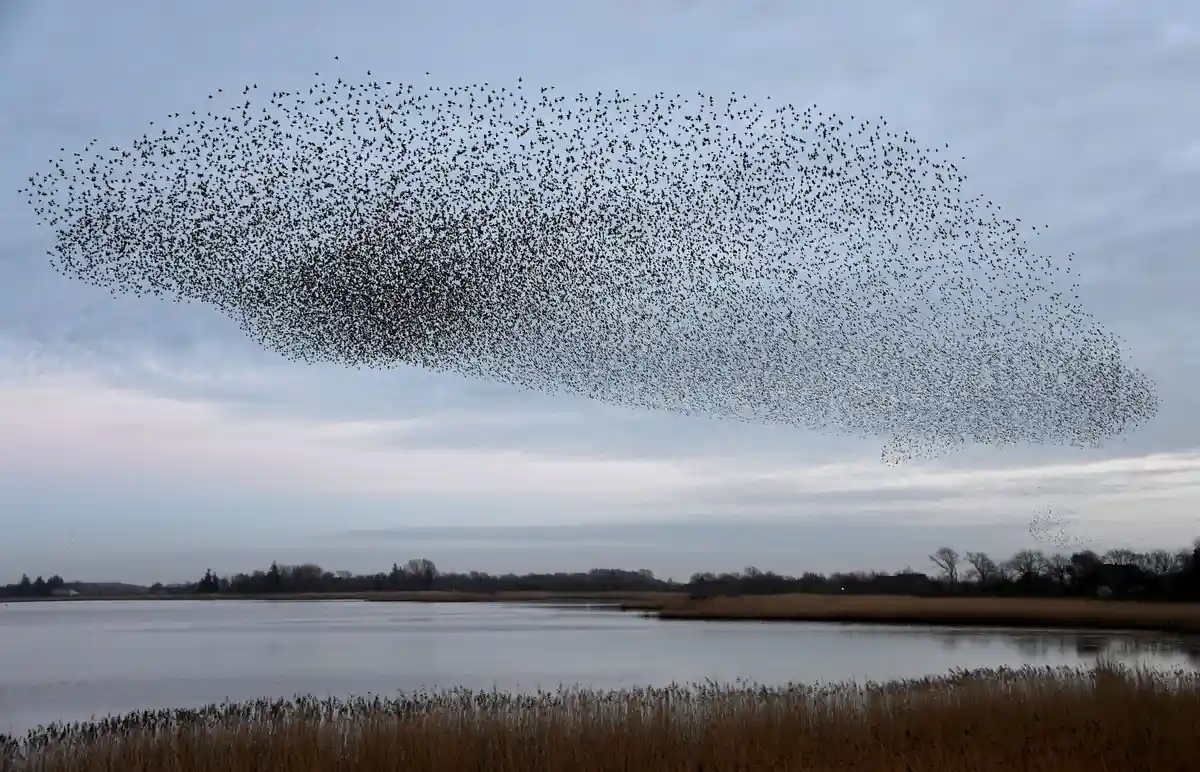 Ежегодное природное зрелище: Скворцы полетели на зимовку