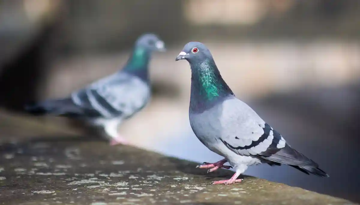 Премия за защиту животных присуждена защитникам голубей