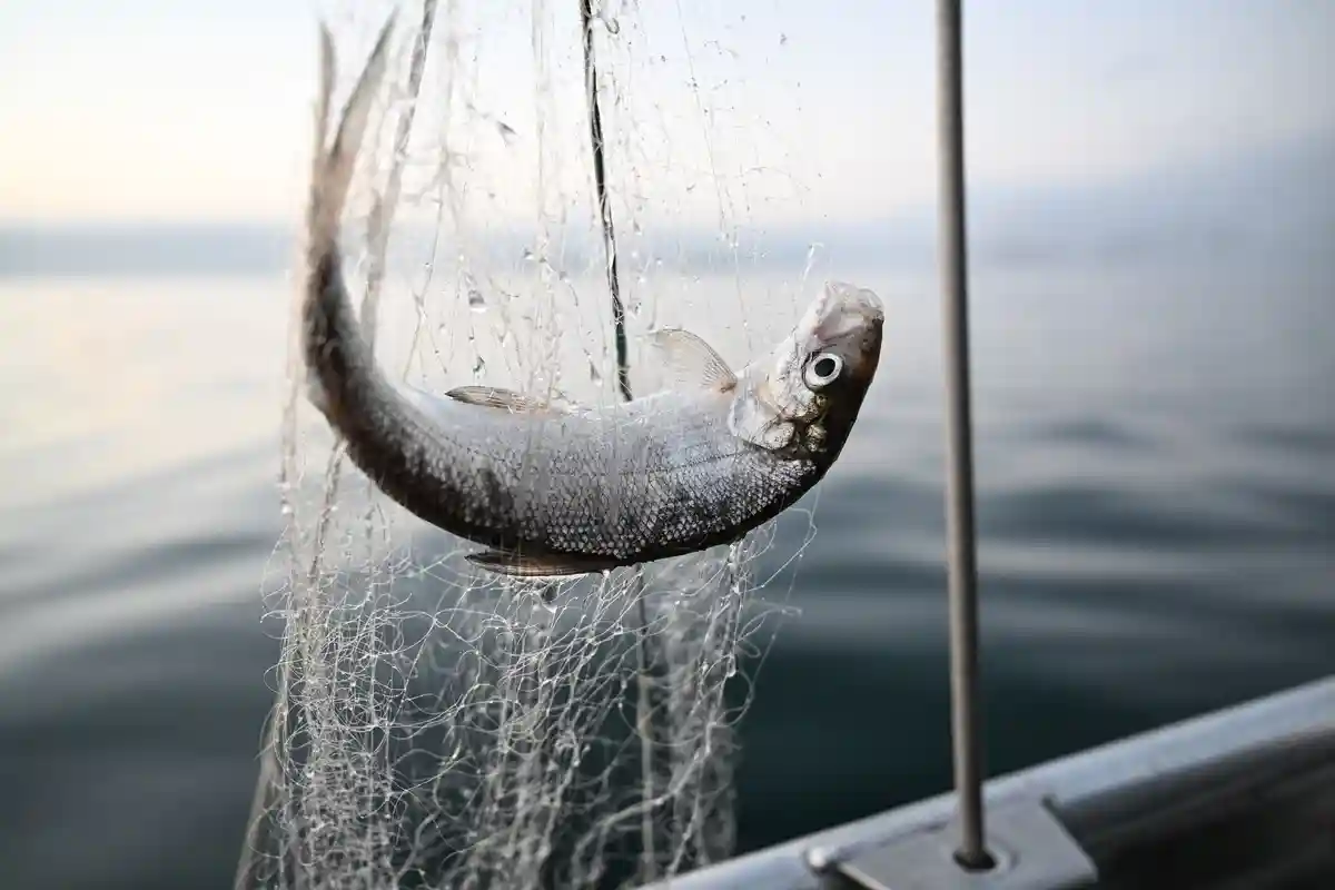 На Боденском озере ввели запрет на ловлю сиговых рыб