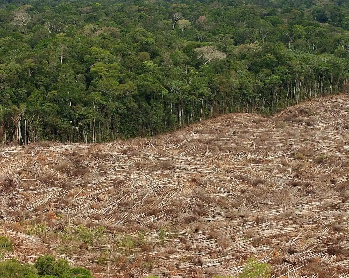 Вырубка лесов в Амазонии:Вырубленные деревья лежат на краю джунглей в районе Амазонки в Бразилии.