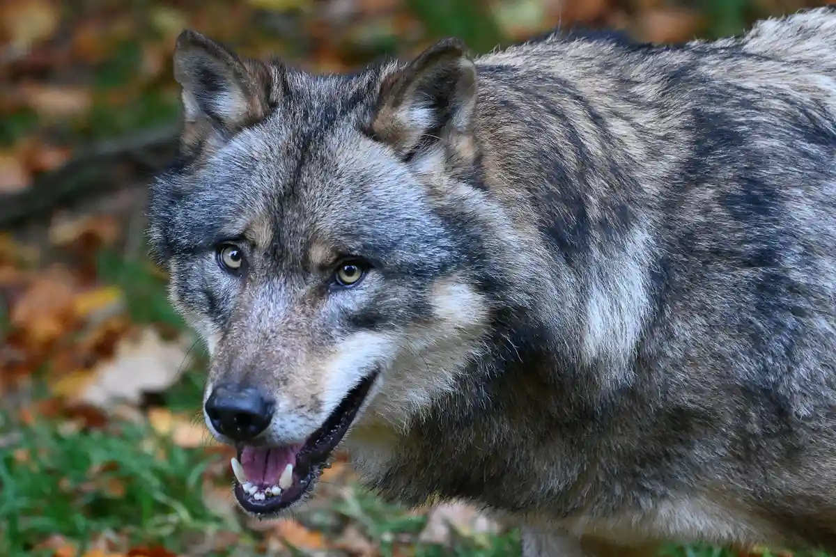 Wolf:Волк бежит по лесу.
