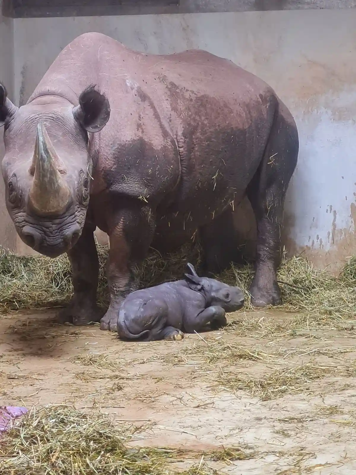В зоопарке Магдебурга родился черный носорог:Корова-носорог Малайка видна рядом со своим только что родившимся теленком.