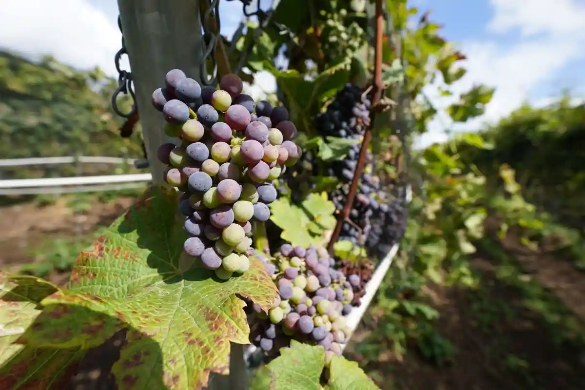 В Раттее собрали лучший урожай винограда за всю историю