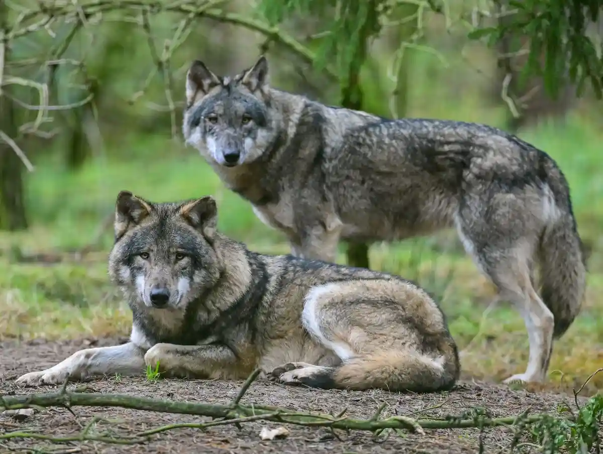 Волки:Два волка в вольере в парке дикой природы.
