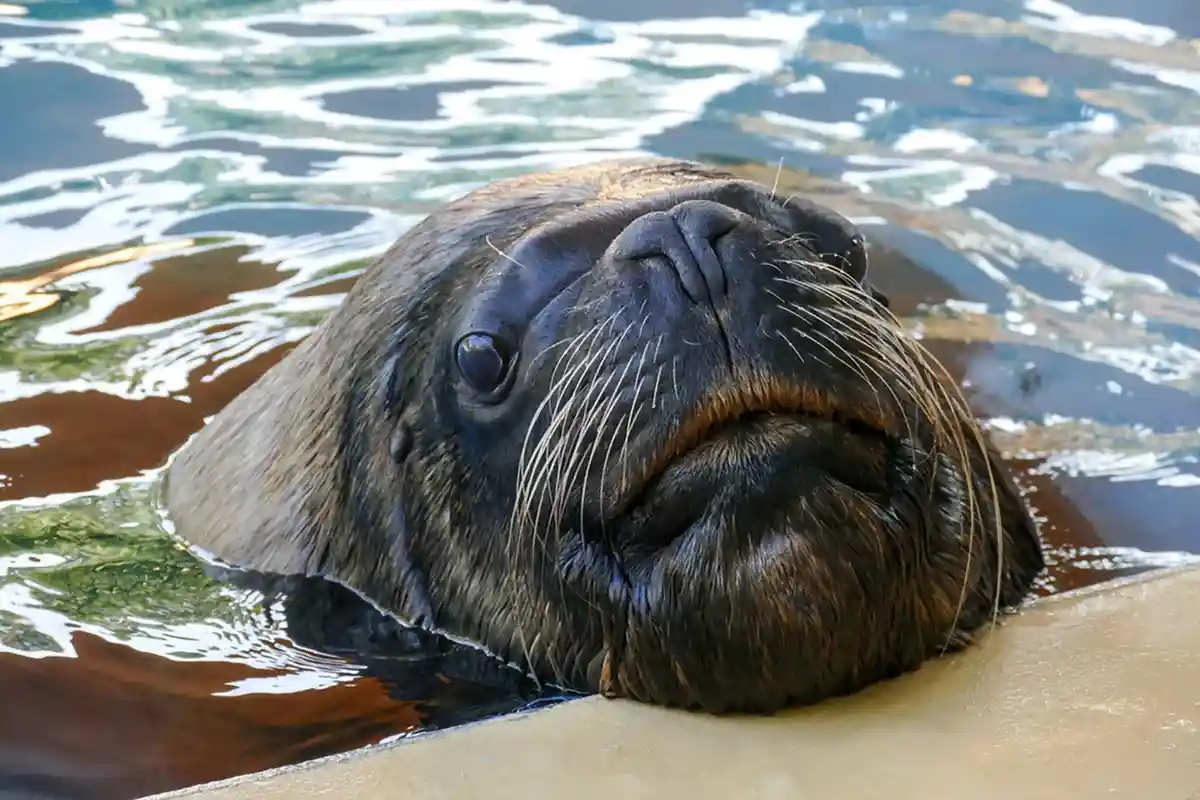 Гейдельбергский зоопарк скорбит по поводу гибели тюленя Атоса