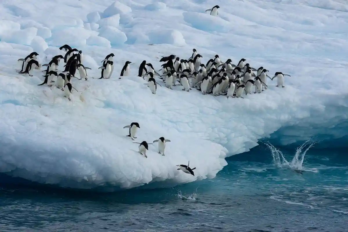 Можно ли еще спасти Антарктиду?