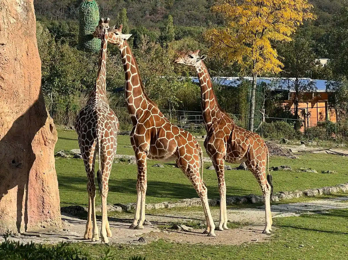 Зоопарк Опель в Кронберге встретил нового жирафа