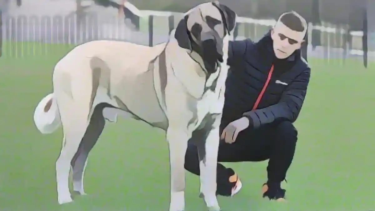 Абу - самая большая собака в Великобритании